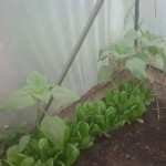 Nessa Hough's Sunflowers May 2020