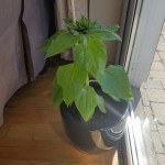 David McManamon's Sunflower May 2020