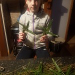 Making a St Brigid's Cross
